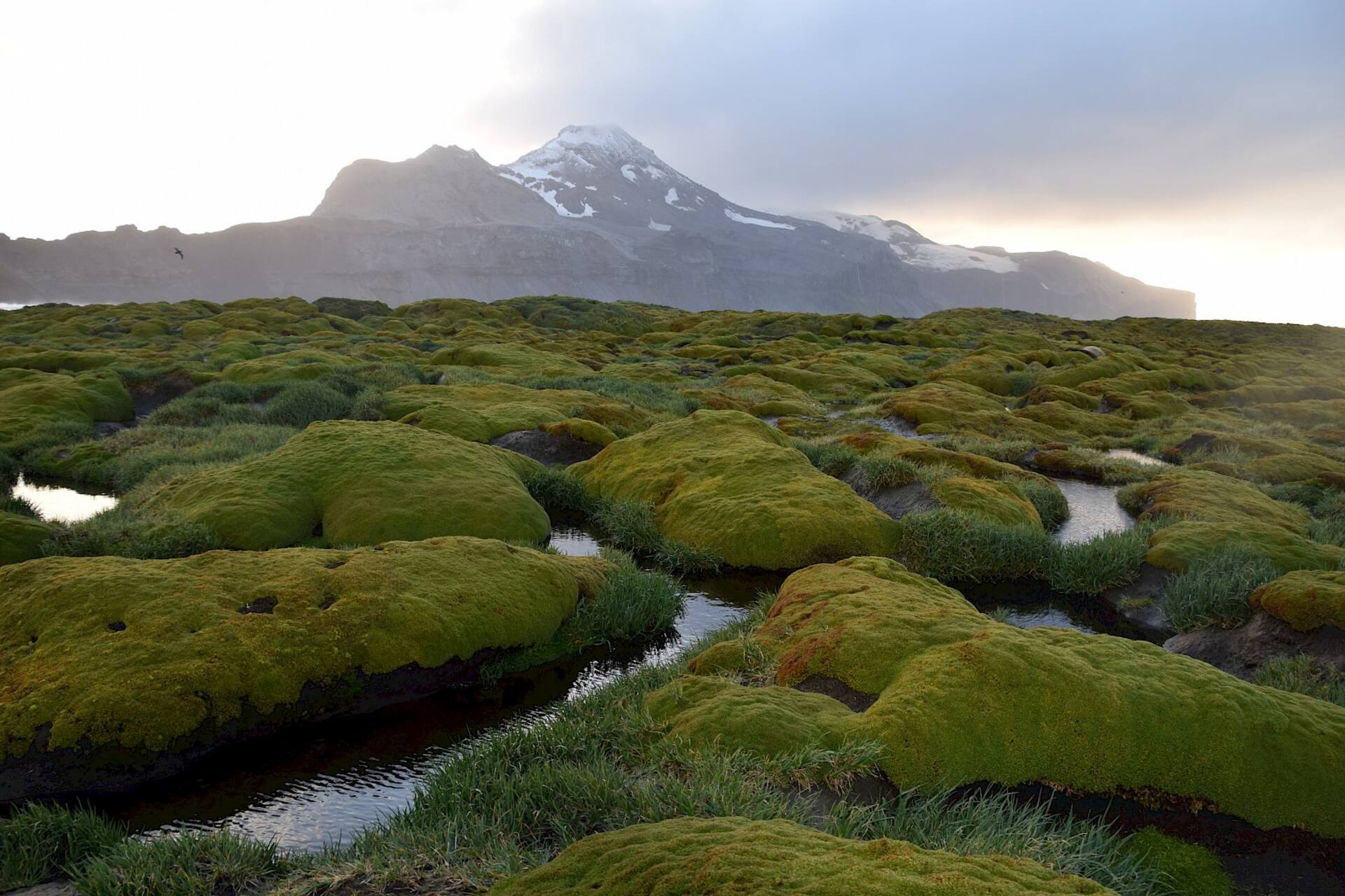 Heard Island, patrimonio mondiale UNESCO, ospita ghiacciai, vulcani attivi e straordinarie colonie di fauna marina, al centro delle missioni australiane per monitorare ecosistemi e cambiamento climatico