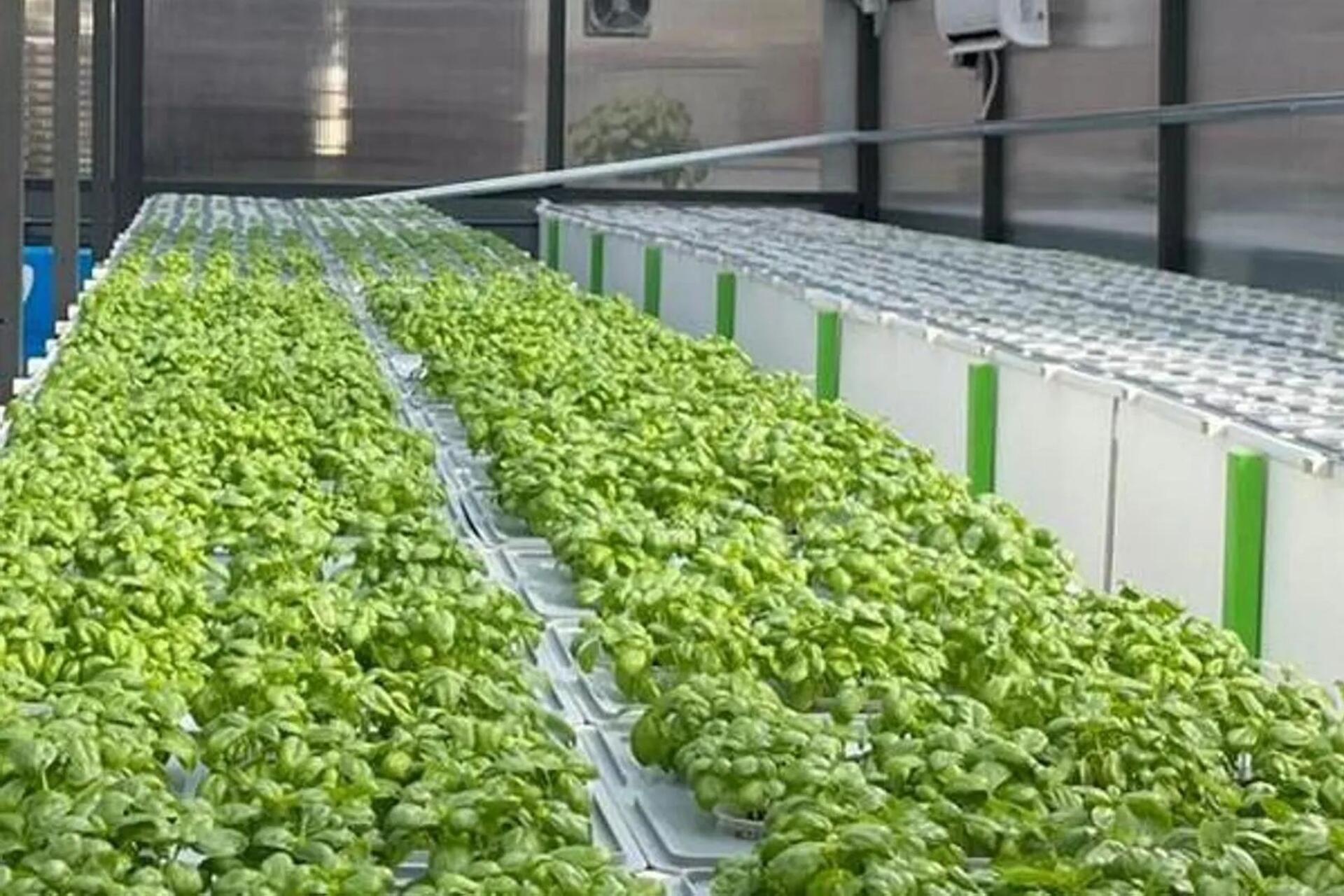 ENI sperimenta l’aeroponica nel Centro Ricerche di Bolgiano con serre in vetro dedicate a insalate, micro-ortaggi ed erbe aromatiche: una tecnologia che riduce l’impatto ambientale e porta in mensa prodotti freschi e sostenibili