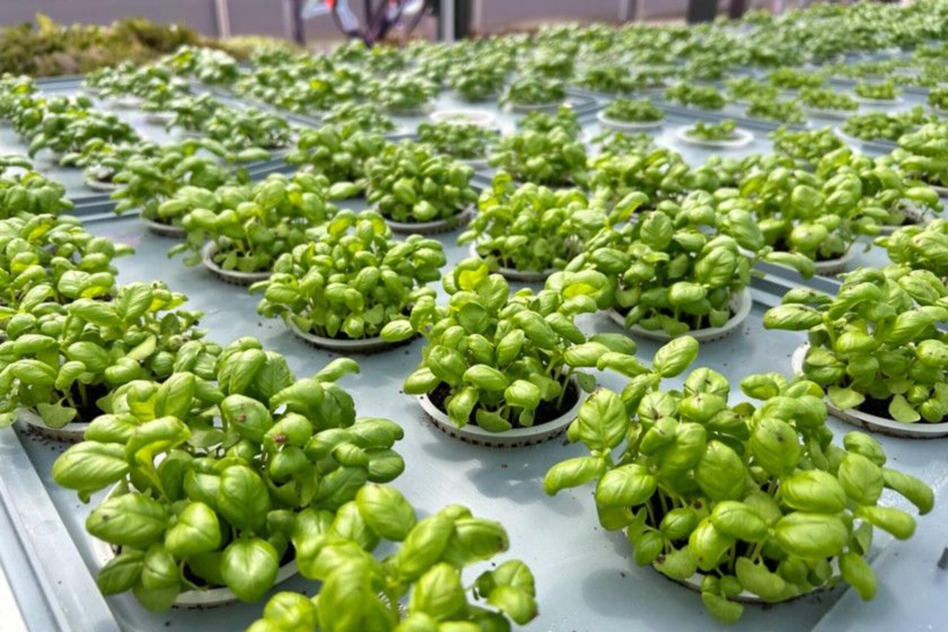 ENI sperimenta l’aeroponica nel Centro Ricerche di Bolgiano con serre in vetro dedicate a insalate, micro-ortaggi ed erbe aromatiche: una tecnologia che riduce l’impatto ambientale e porta in mensa prodotti freschi e sostenibili