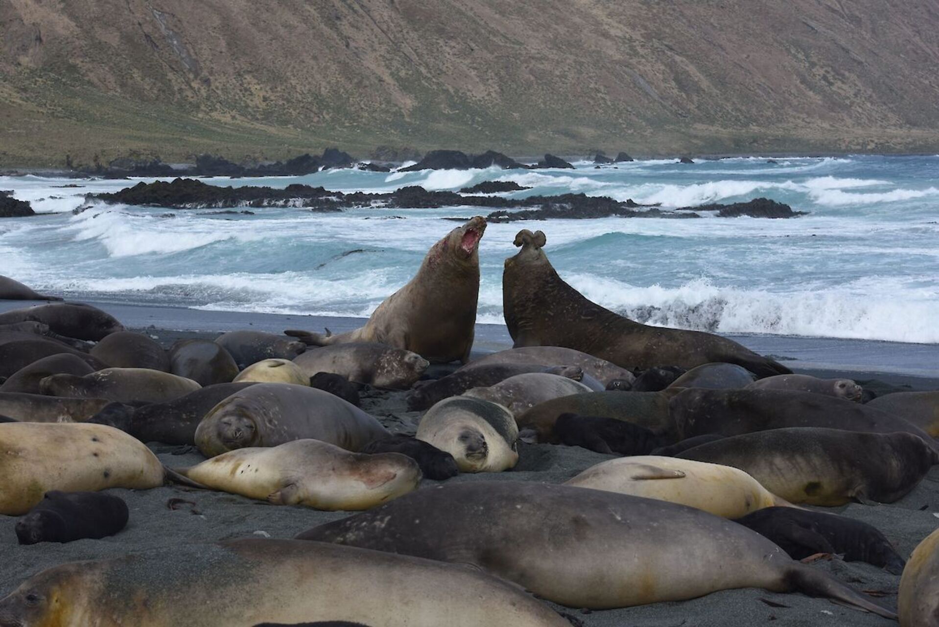 Macquarie Island: nodo chiave per il monitoraggio delle esplosioni nucleari e dei cambiamenti climatici, accessibile solo via mare, al centro di una sfida logistica e ambientale che unisce geopolitica, sostenibilità e ricerca scientifica avanzata