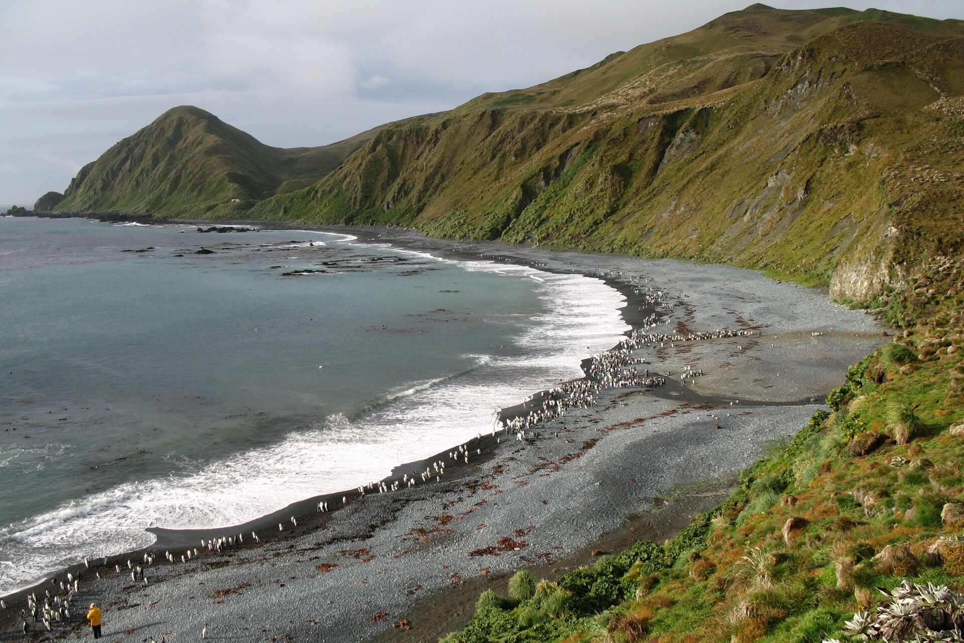 Macquarie Island: base scientifica australiana tra le più remote del pianeta, osservatorio privilegiato per studi su clima, geologia e fauna sub-antartica, con nuovi edifici resilienti in costruzione entro il 2032 e attività di ricerca ambientale continua
