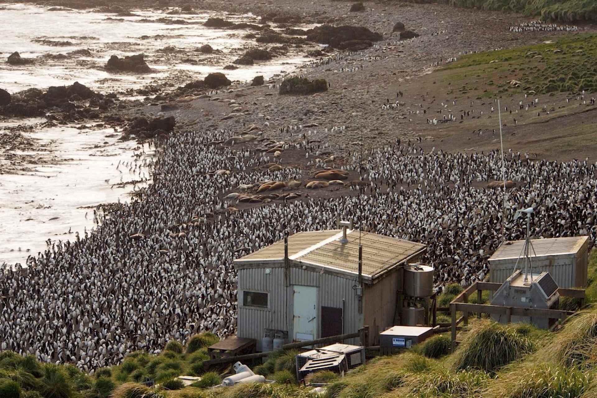 Macquarie Island: piattaforma scientifica strategica per l’Australia nella regione sub-antartica, con condizioni estreme che mettono alla prova strutture, persone e tecnologie impiegate per raccogliere dati sul clima e sull’evoluzione ambientale