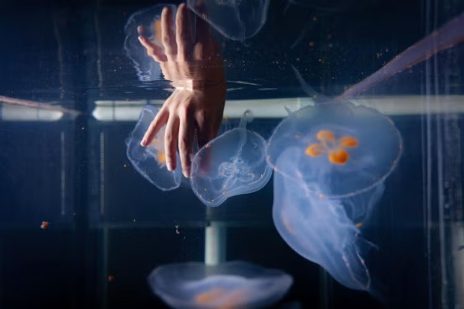 Le meduse cyborg di Nicole Xu