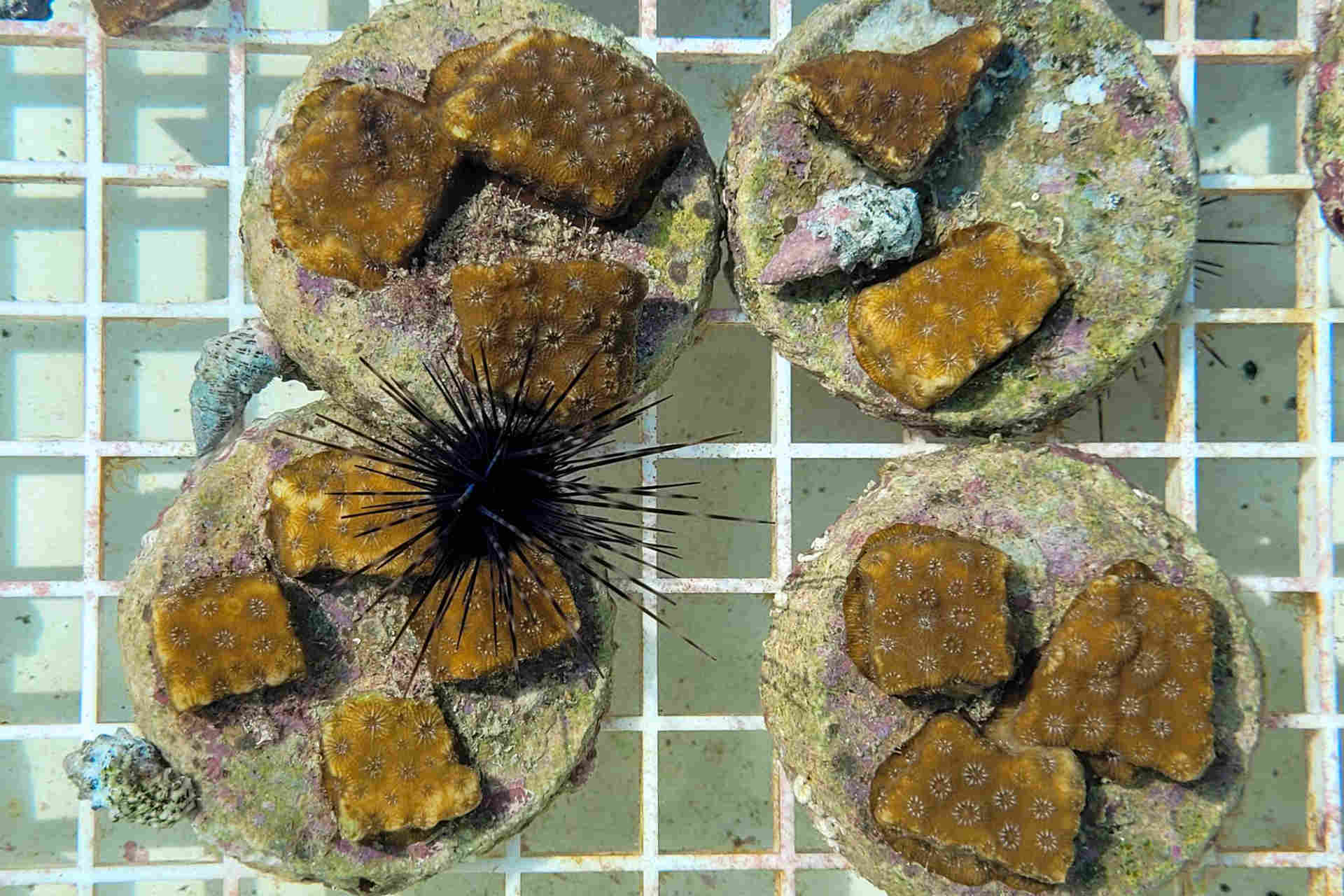 Allevare ricci e coralli per il ripristino dell'ecosistema marino