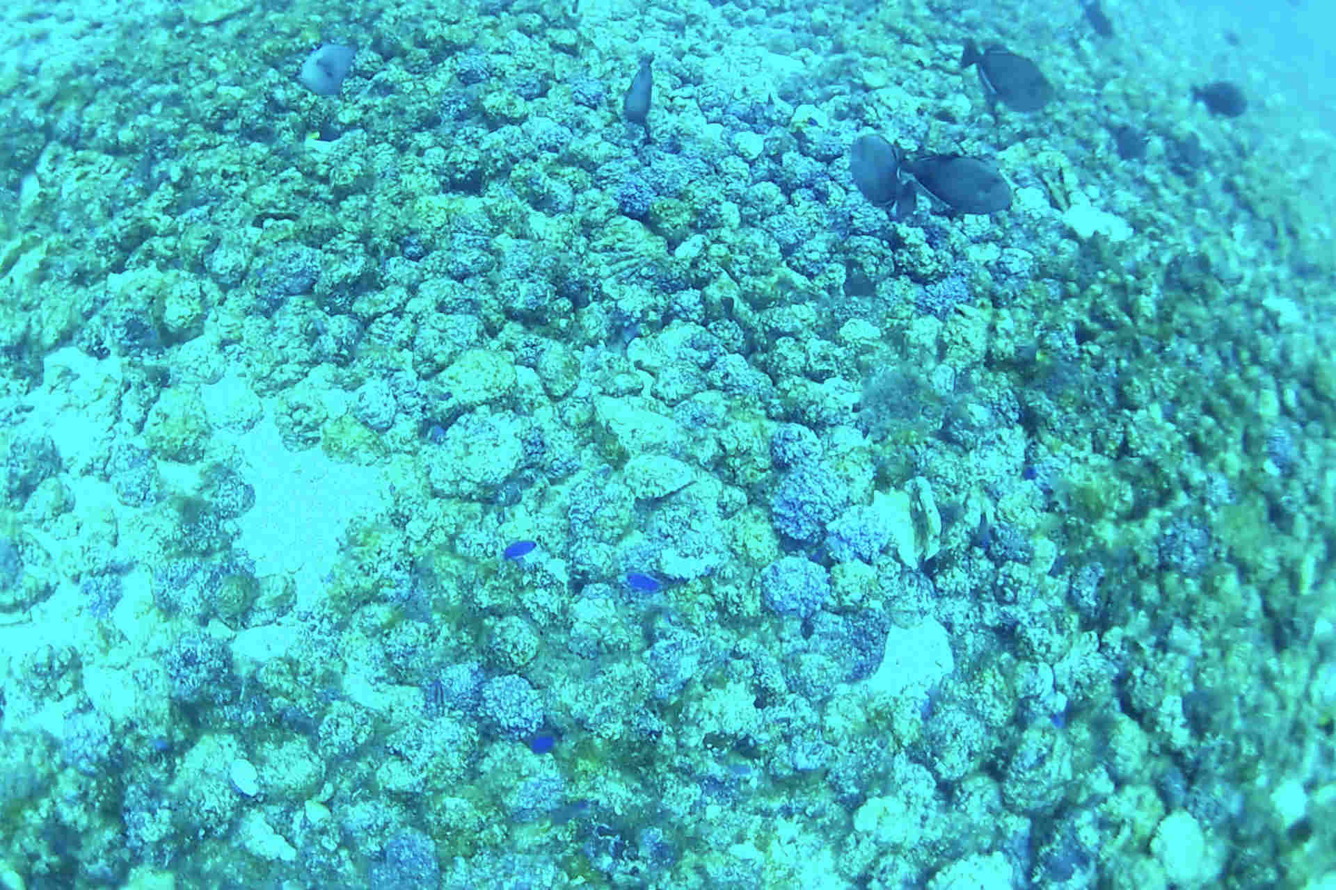 Ecosistemi sconosciuti nel cuore dell'Atlantico