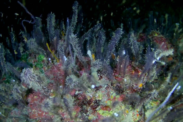 I primi esploratori delle profondità marine dell’Isola di Ascensione