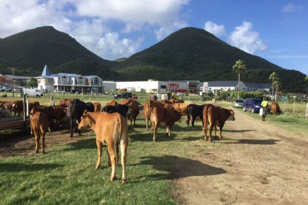 Così Saint-Martin rilancia l’agricoltura innovativa e sostenibile