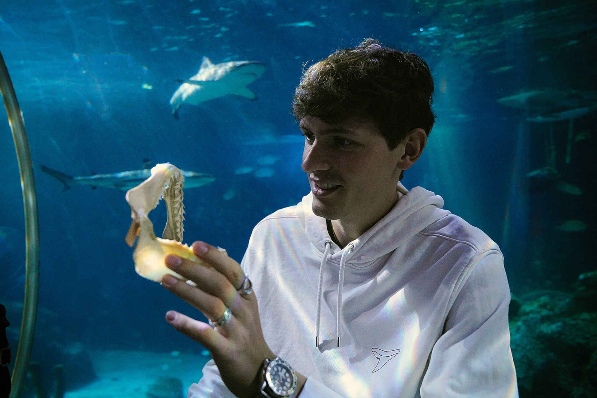 Una seria minaccia per i denti degli squali: lo studio