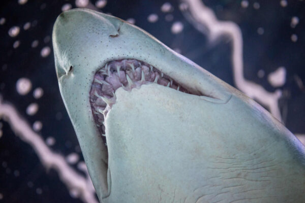 L’acidificazione degli oceani può danneggiare i denti degli squali