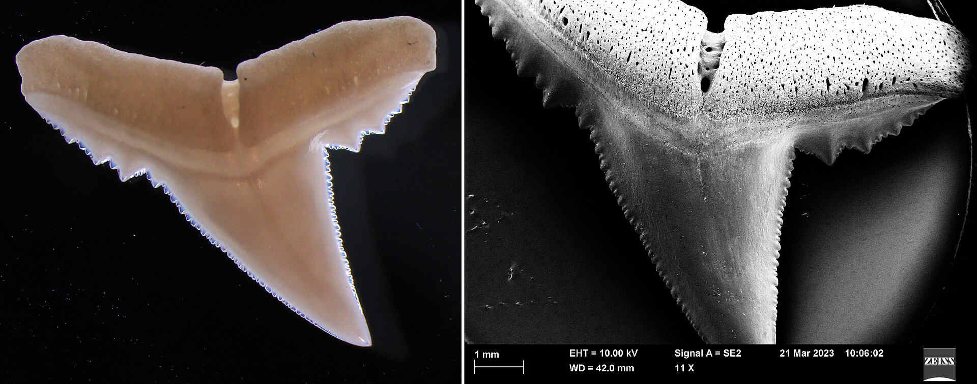 C'è un problema con i denti degli squali