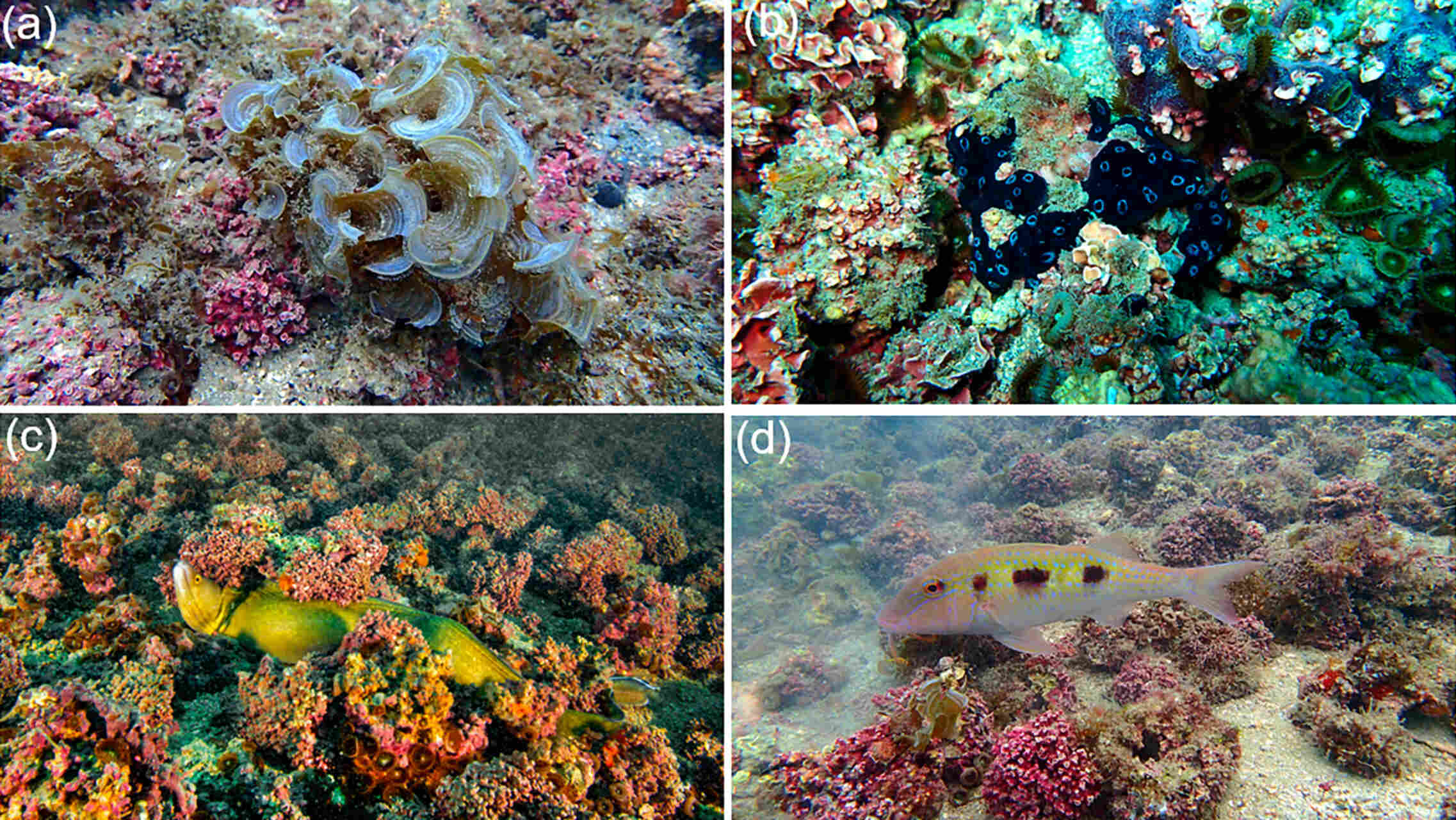 Rodoliti: strutture biogeniche naturali che favoriscono la vita marina, migliorano la qualità dell’acqua e fungono da indicatori sensibili della salute e dell’equilibrio degli ecosistemi oceanici