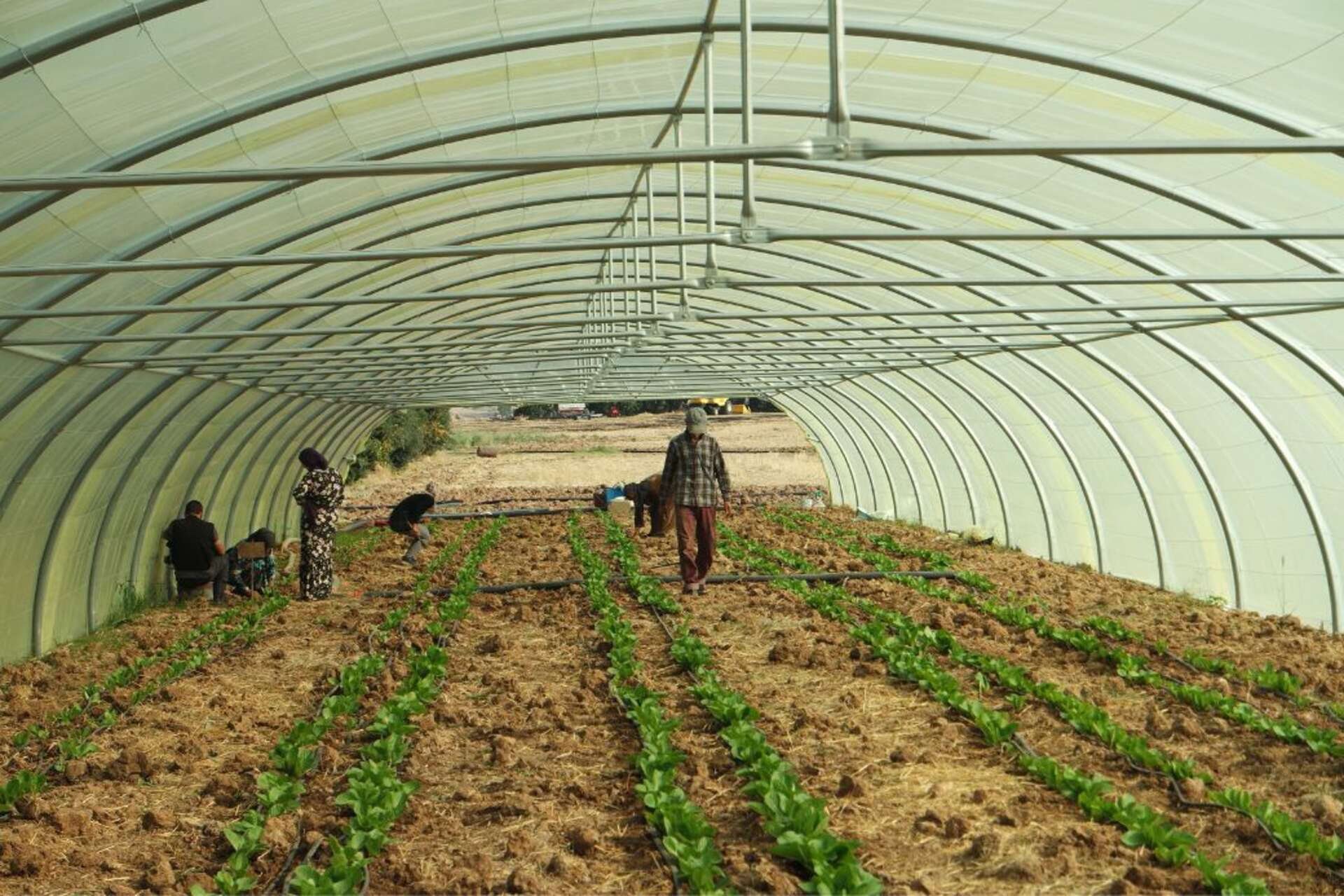 Rifugiati e resilienza climatica: l’integrazione tra tecnologia, cooperazione internazionale e saperi locali aiuta le popolazioni afghane in Iran a trasformare l’agricoltura in uno strumento di adattamento, inclusione e sviluppo sostenibile in aree colpite da siccità