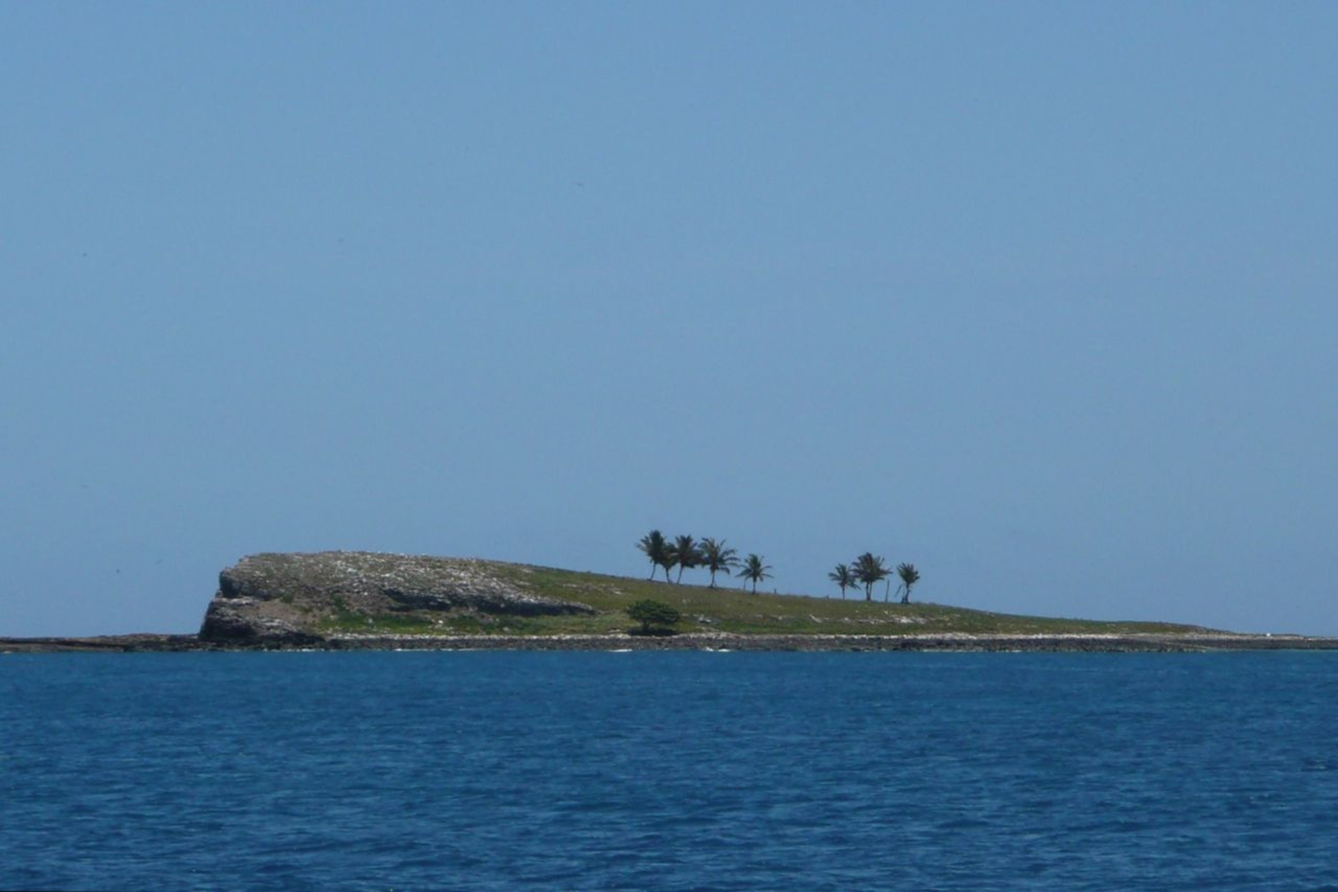 Rodoliti: distese sottomarine di alghe coralline che offrono rifugio a pesci, invertebrati e coralli, contribuendo al ciclo del carbonio e alla stabilità ecologica dei fondali oceanici