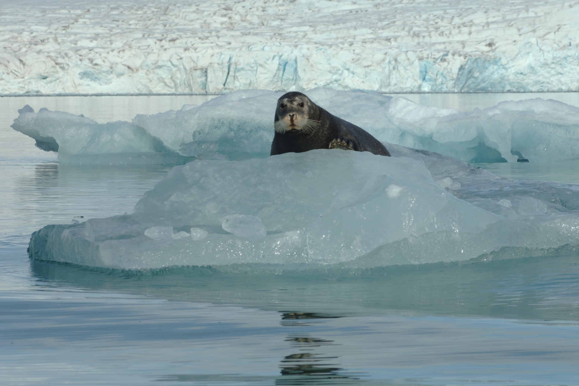 Lista Rossa IUCN: le foche artiche minacciate