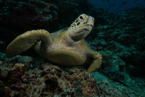 IUCN: De groene zeeschildpad is niet langer bedreigd.