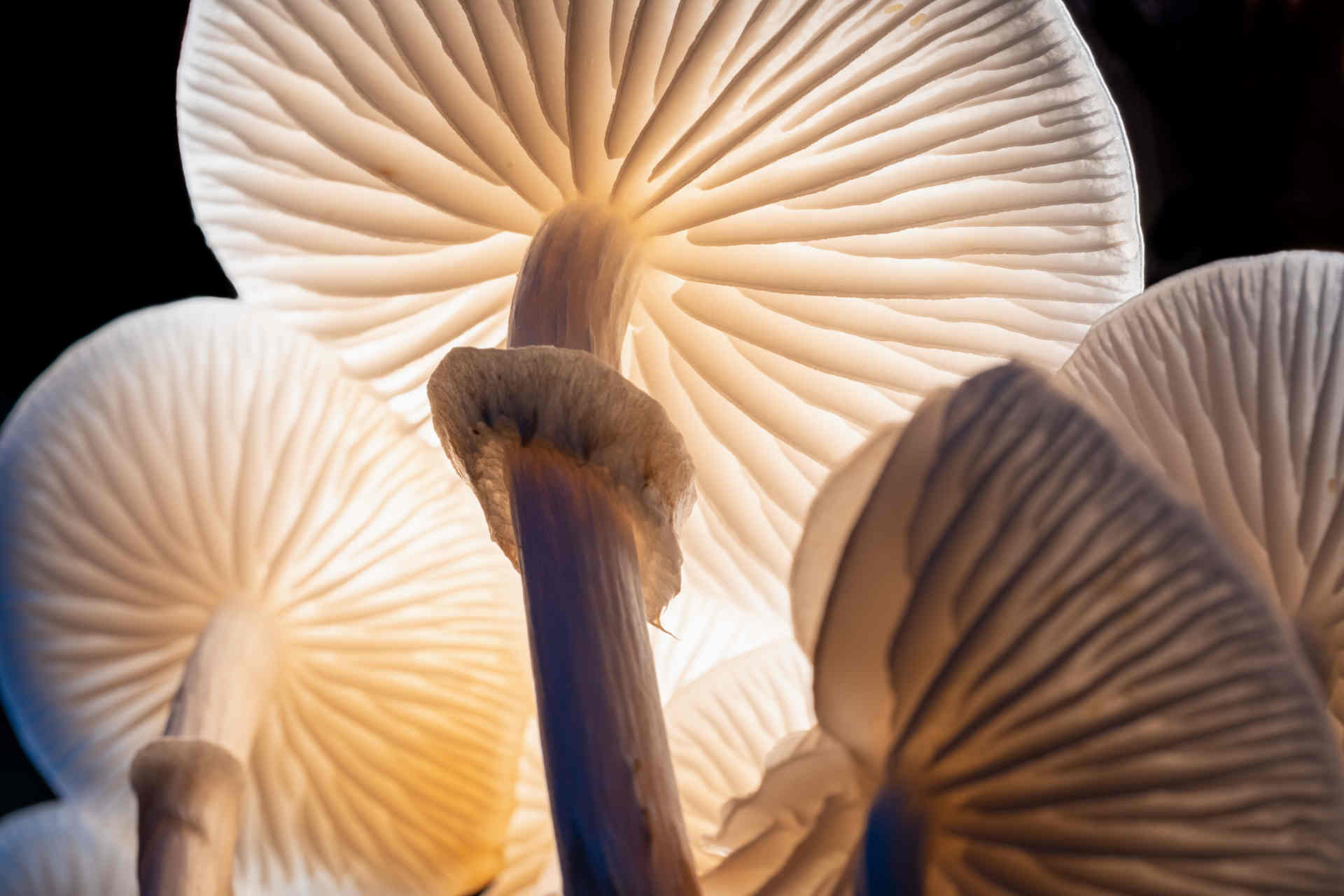 Funghi e alghe hanno preparato la Terra per l'avvento delle piante