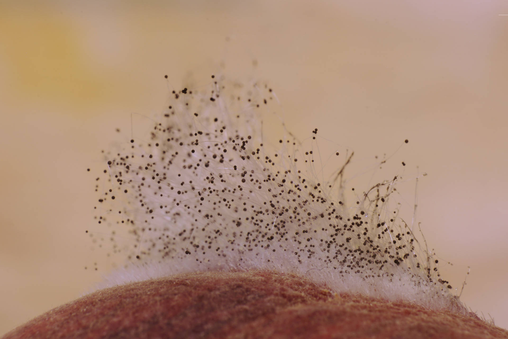 L'evoluzione dei funghi è iniziata prima del previsto: la scoperta
