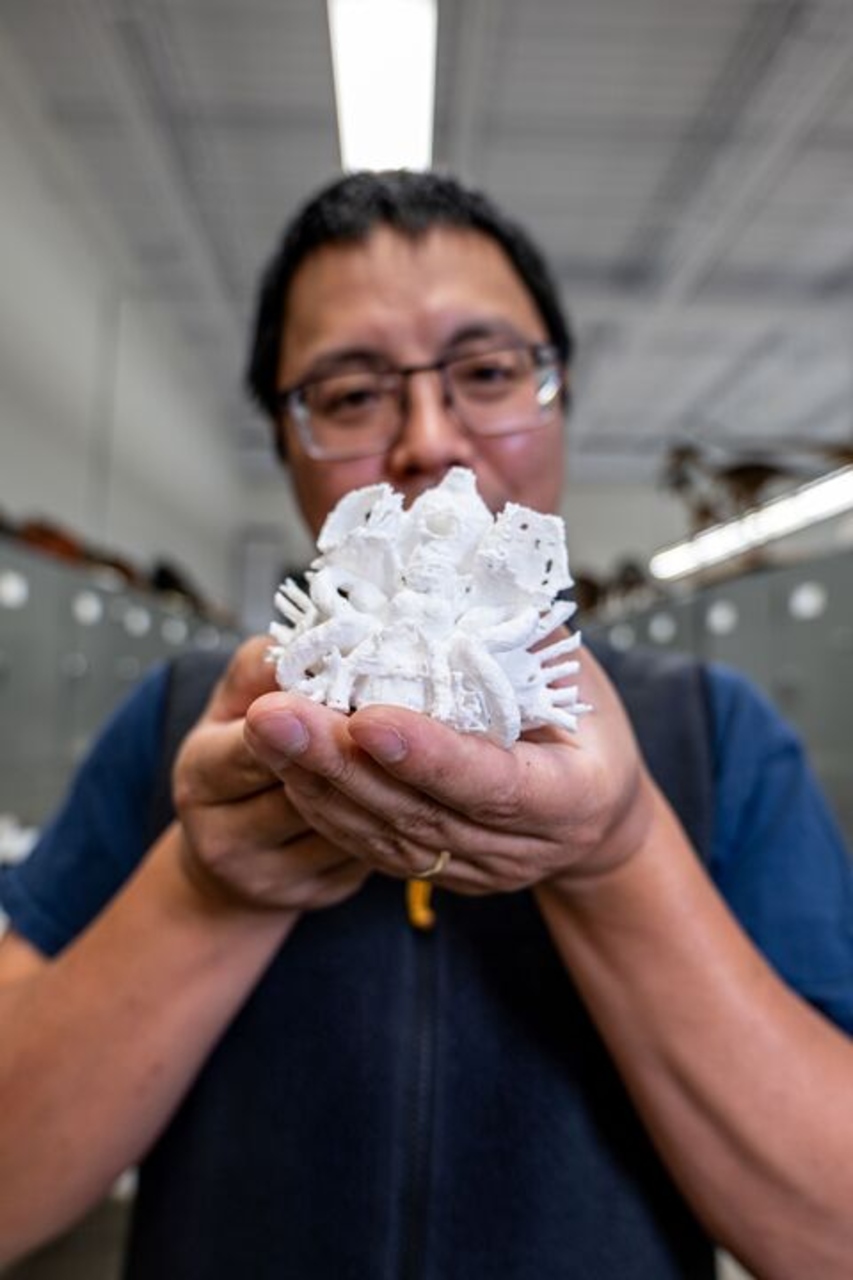 Norselaspis: contenuto informativo su paleontologia e scienze naturali, focalizzato sull’interpretazione dei fossili e sulle moderne tecnologie di analisi per lo studio dell’evoluzione dei vertebrati