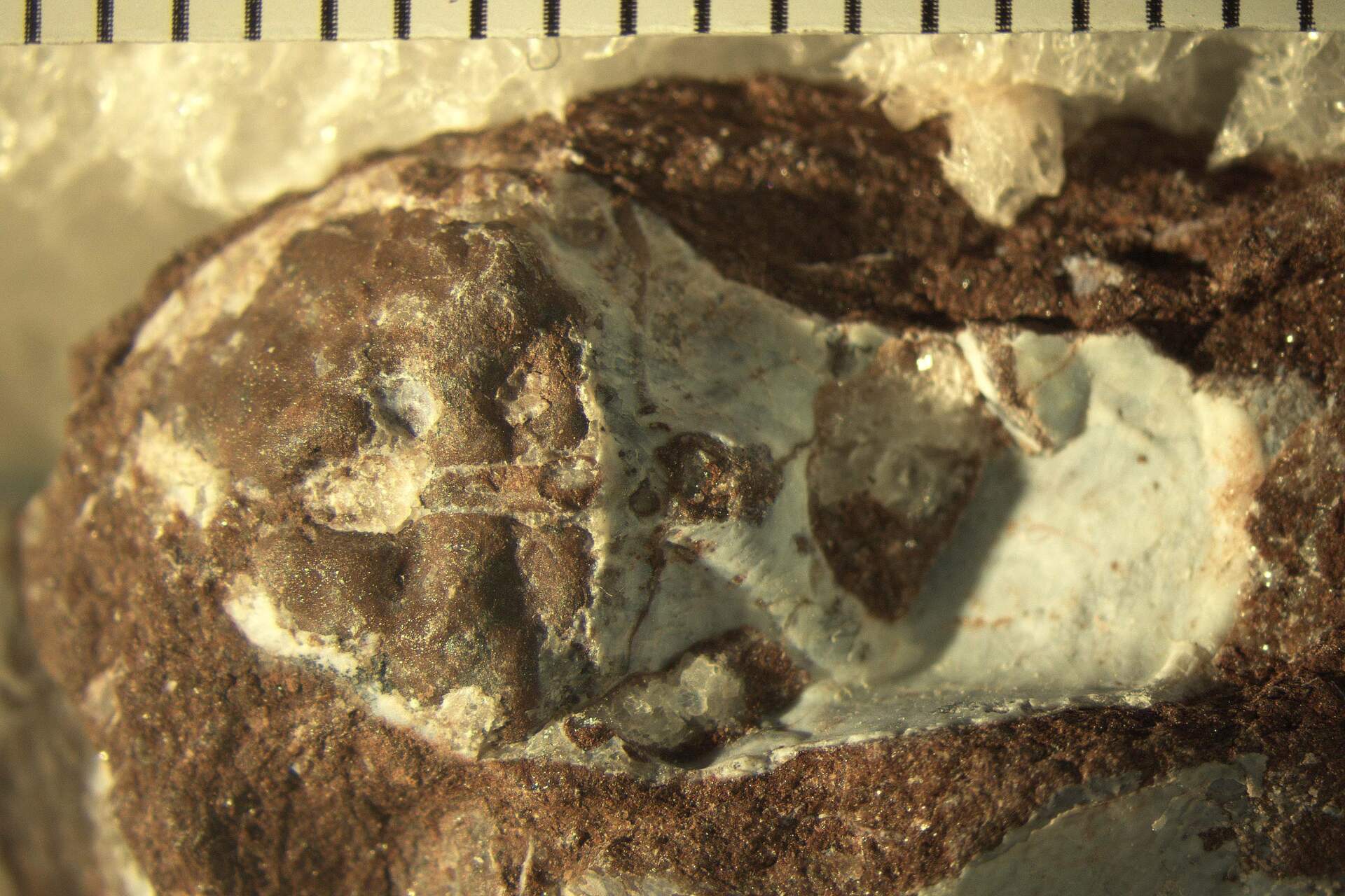 Norselaspis: fossile preistorico e studio scientifico sull’evoluzione dei primi vertebrati, tra ricostruzioni 3D, analisi anatomiche e ricerca paleontologica che racconta la storia della vita marina antica