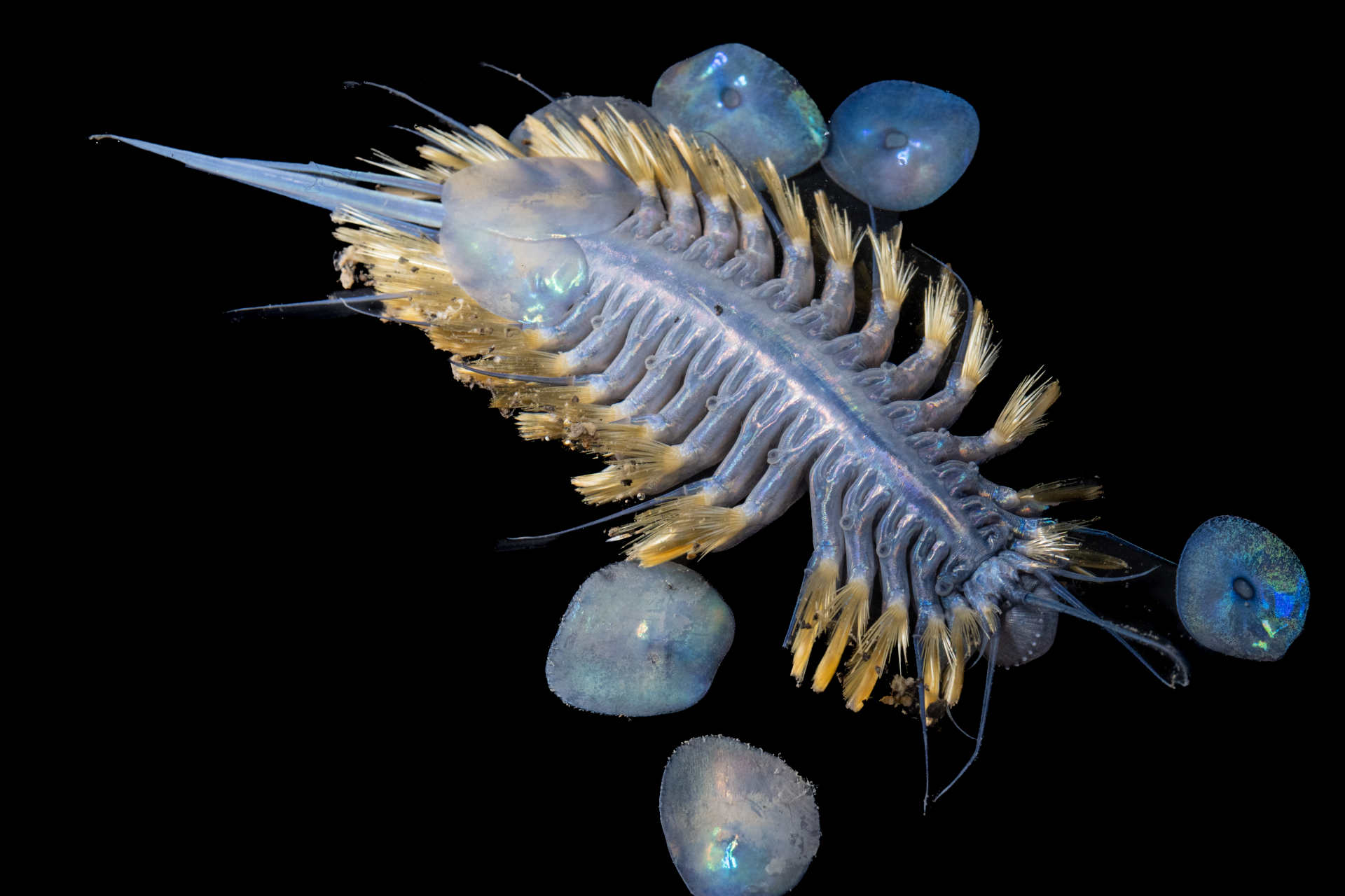 Scoeprte nuove specie di profondità nell'Oceano Antartico