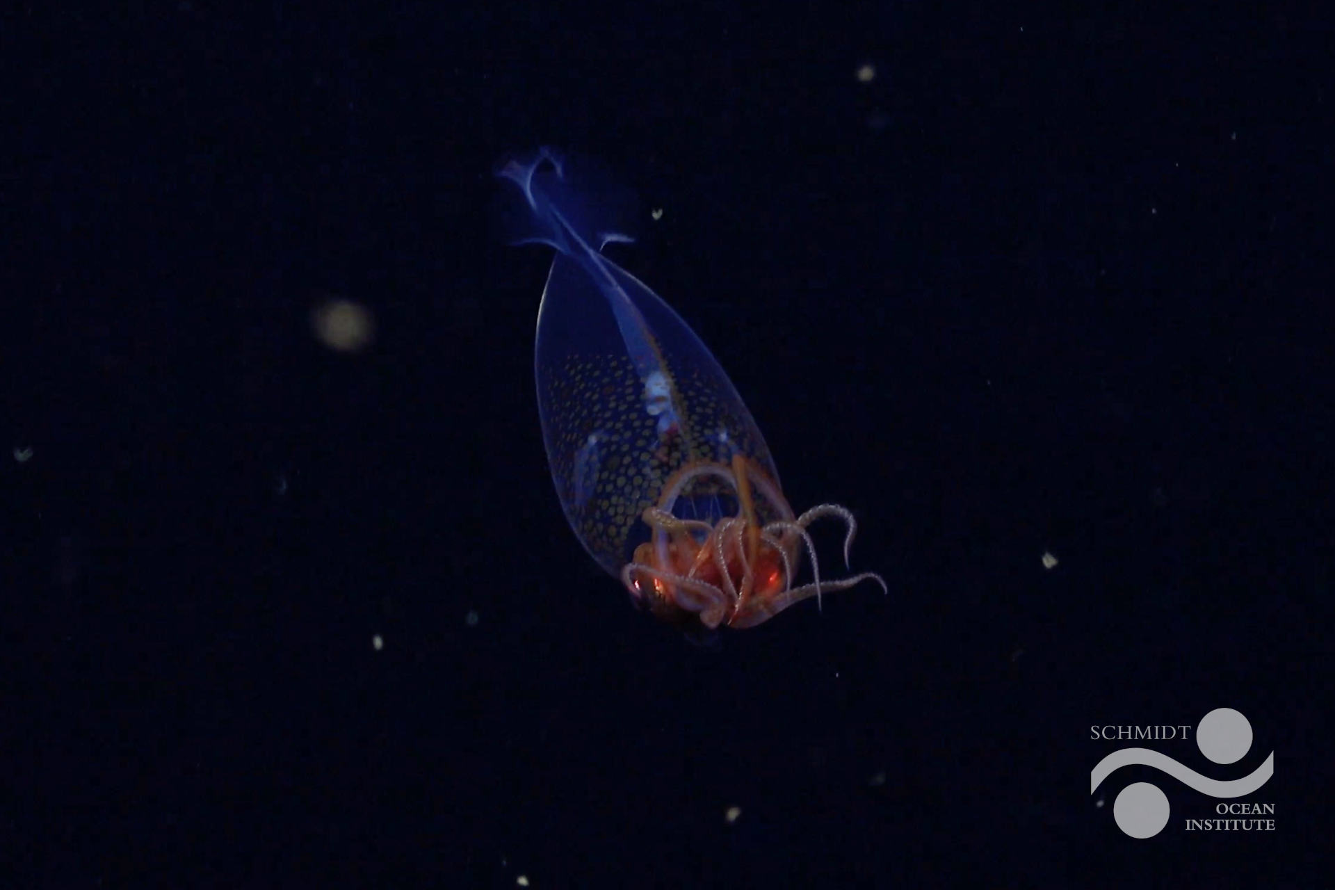 Osservato per la prima volta un calamaro gigante nel suo habitat naturale