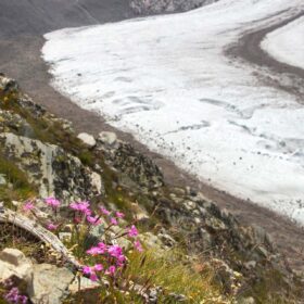 L’innovazione evolutiva della Dianthus Sylvestris di montagna