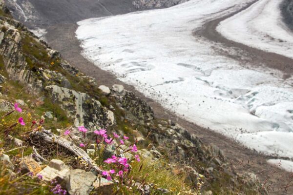L’innovazione evolutiva della Dianthus Sylvestris di montagna