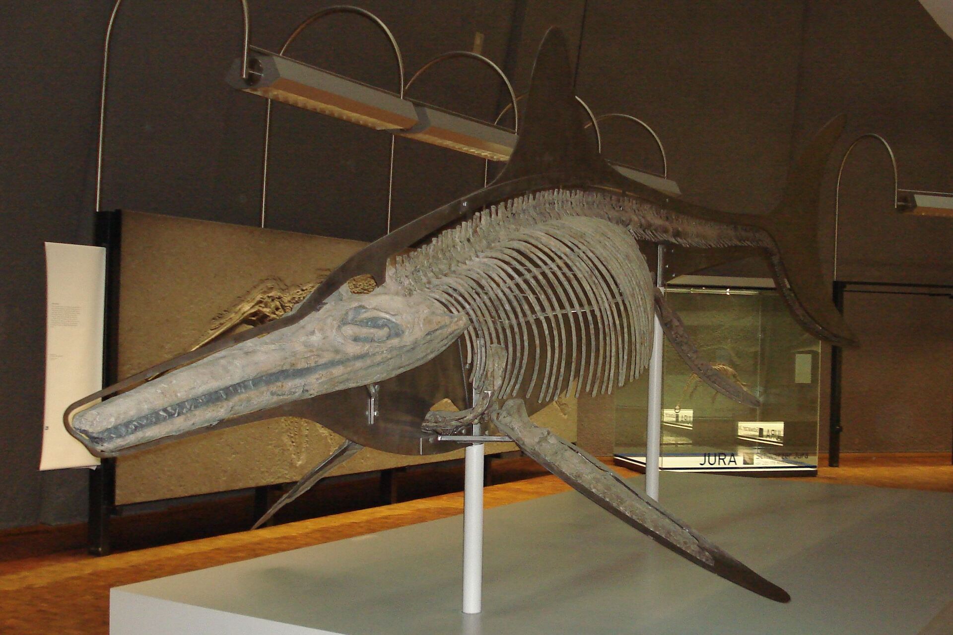 Pinna del Temnodontosaurus: ricerche hi-tech svelano il segreto acustico di un antico predatore marino, offrendo nuove idee per dispositivi subacquei Stealth meno rumorosi