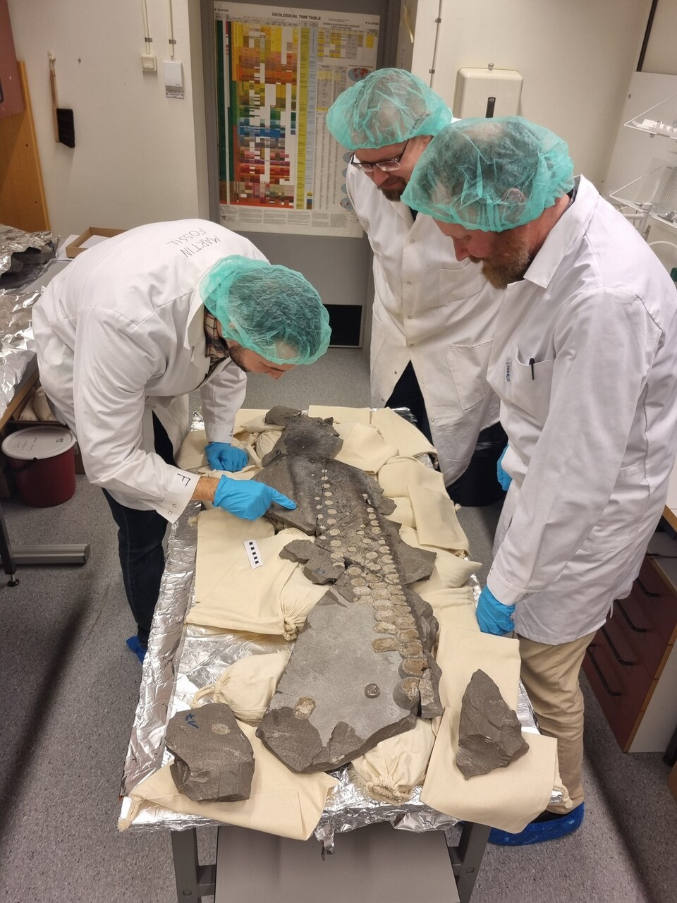 Pinna del Temnodontosaurus: ricerche hi-tech svelano il segreto acustico di un antico predatore marino, offrendo nuove idee per dispositivi subacquei Stealth meno rumorosi