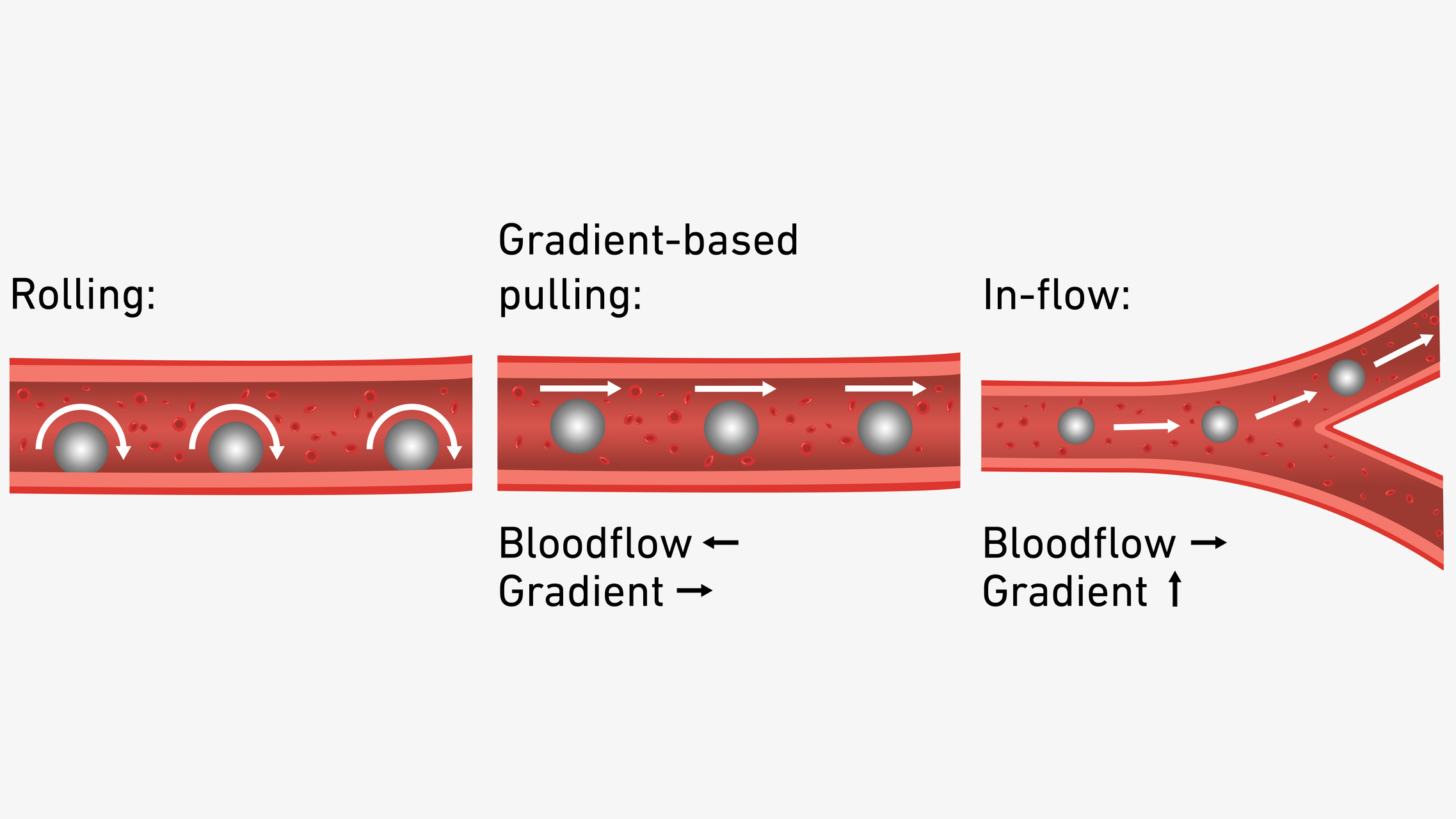 Microrobot magnetici: soluzioni innovative che sfruttano campi magnetici e materiali intelligenti per guidare microdispositivi terapeutici attraverso ambienti anatomici complessi con elevata precisione