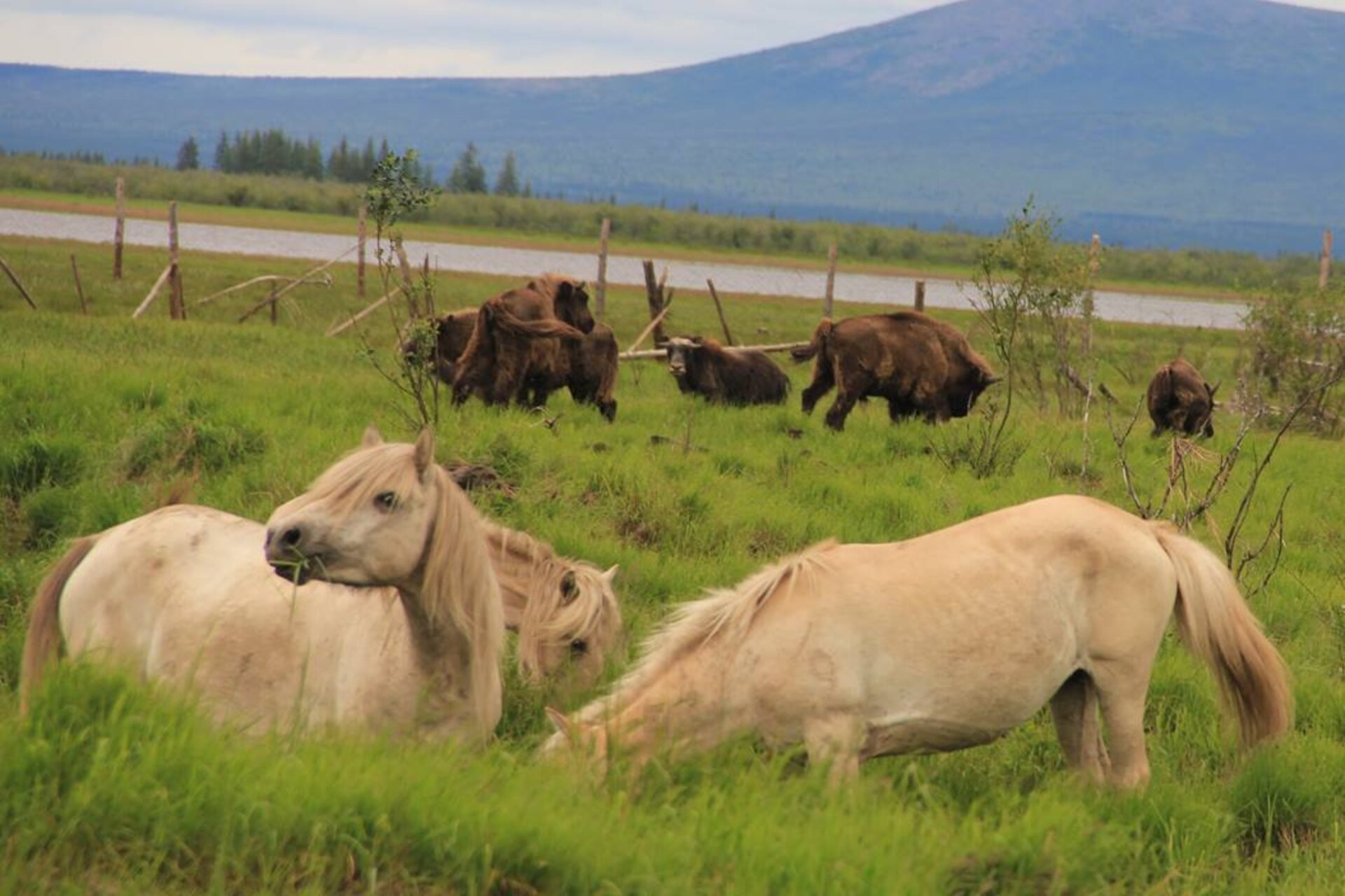 Rigenerazione glaciale: il progetto Pleistocene Park in Siberia ripristina antichi ecosistemi di pascolo per preservare il permafrost e ridurre l’impatto del riscaldamento globale