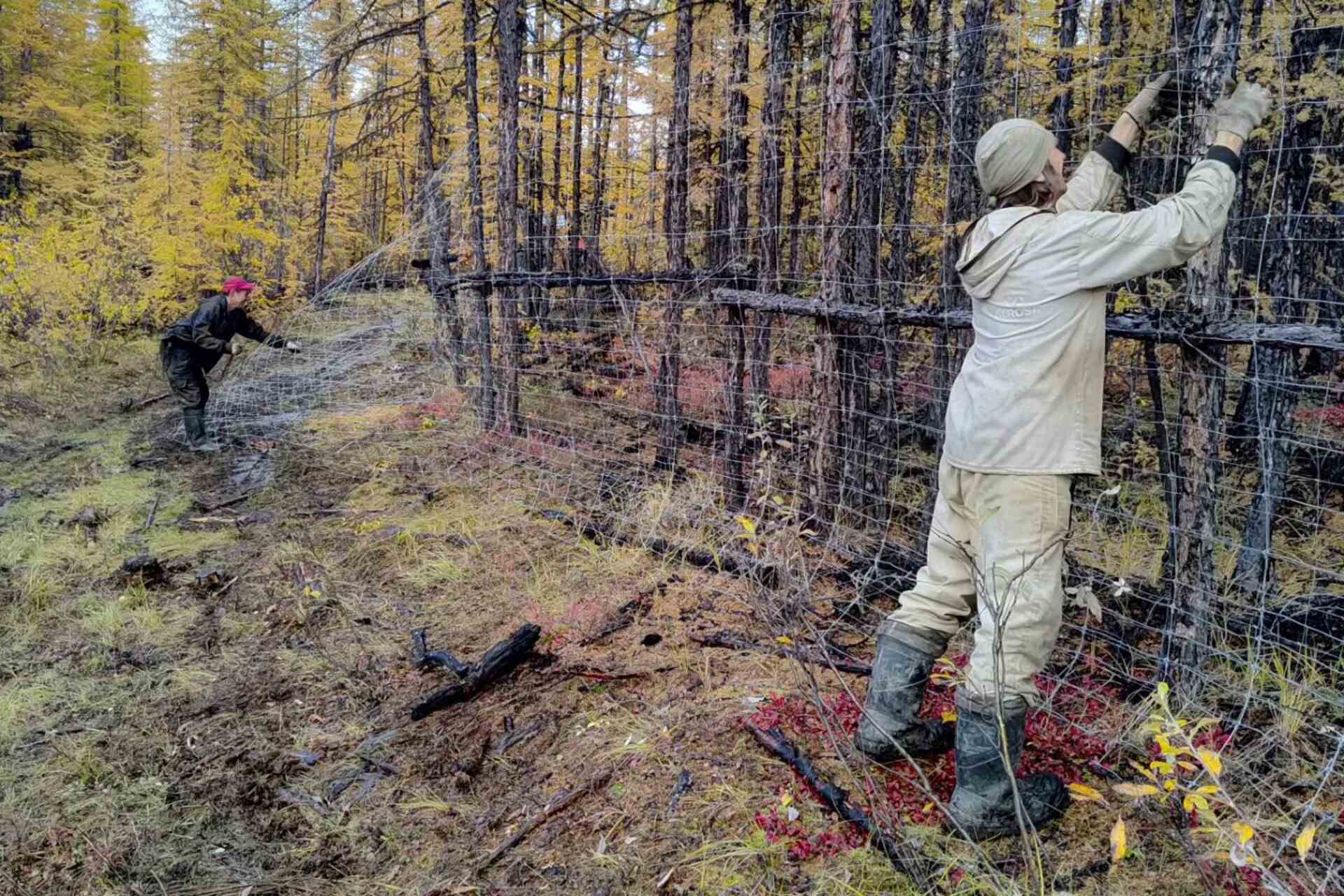 Rigenerazione glaciale: ecosistema sperimentale nella Repubblica di Sacha che utilizza la biodiversità come infrastruttura naturale per proteggere il permafrost artico
