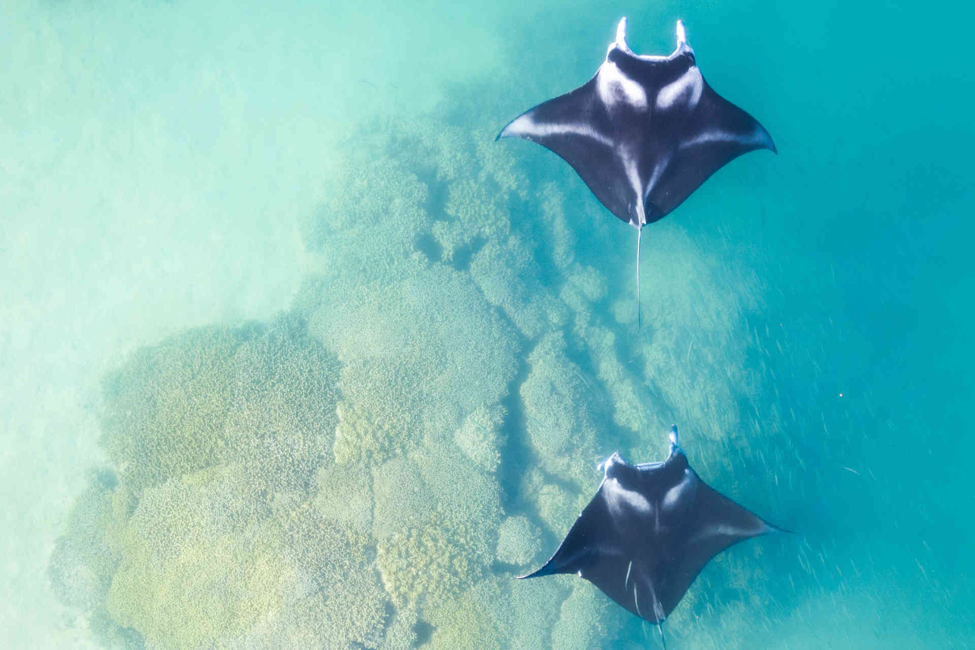 Manta Trust: popolazioni di mobulidi in calo fino al 99%