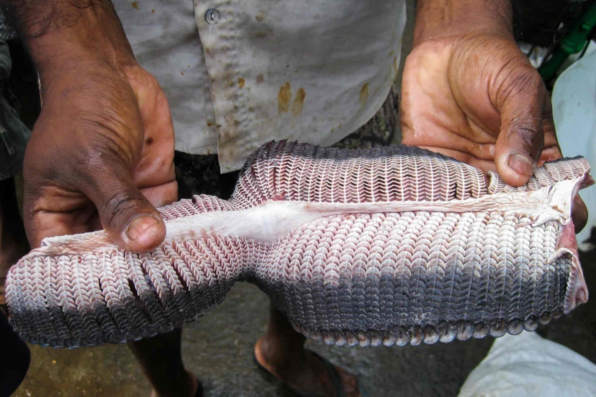 Mante e diavoli di mare: 3 specie pericolosamente vicine all'estinzione