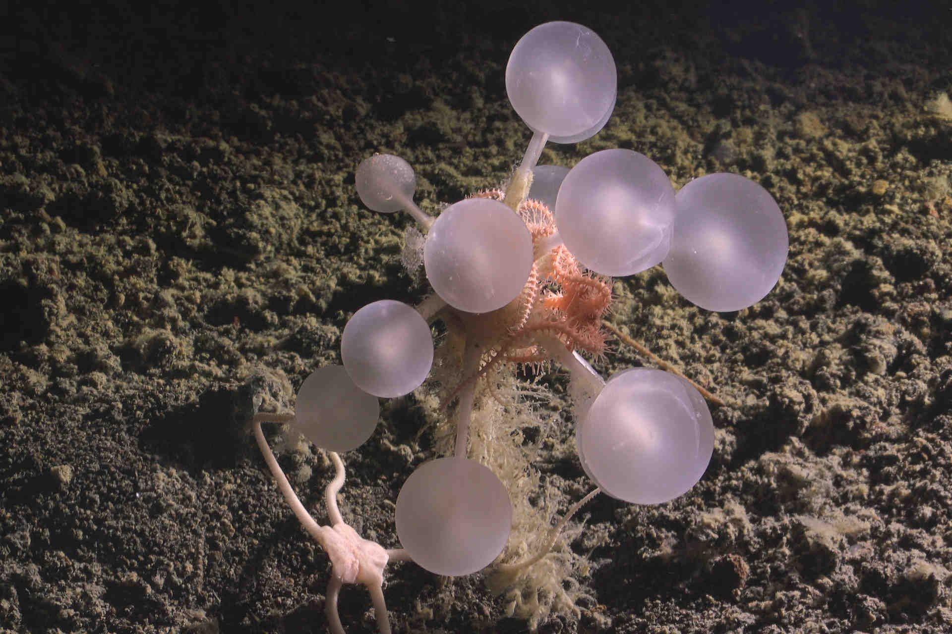 Scoperte 30 nuove specie negli abissi dell'Antartide