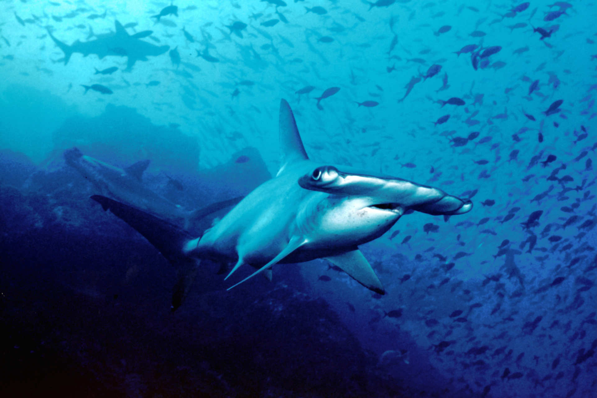 Le specie minacciate nell'Arcipelago di San Pietro e San Paolo