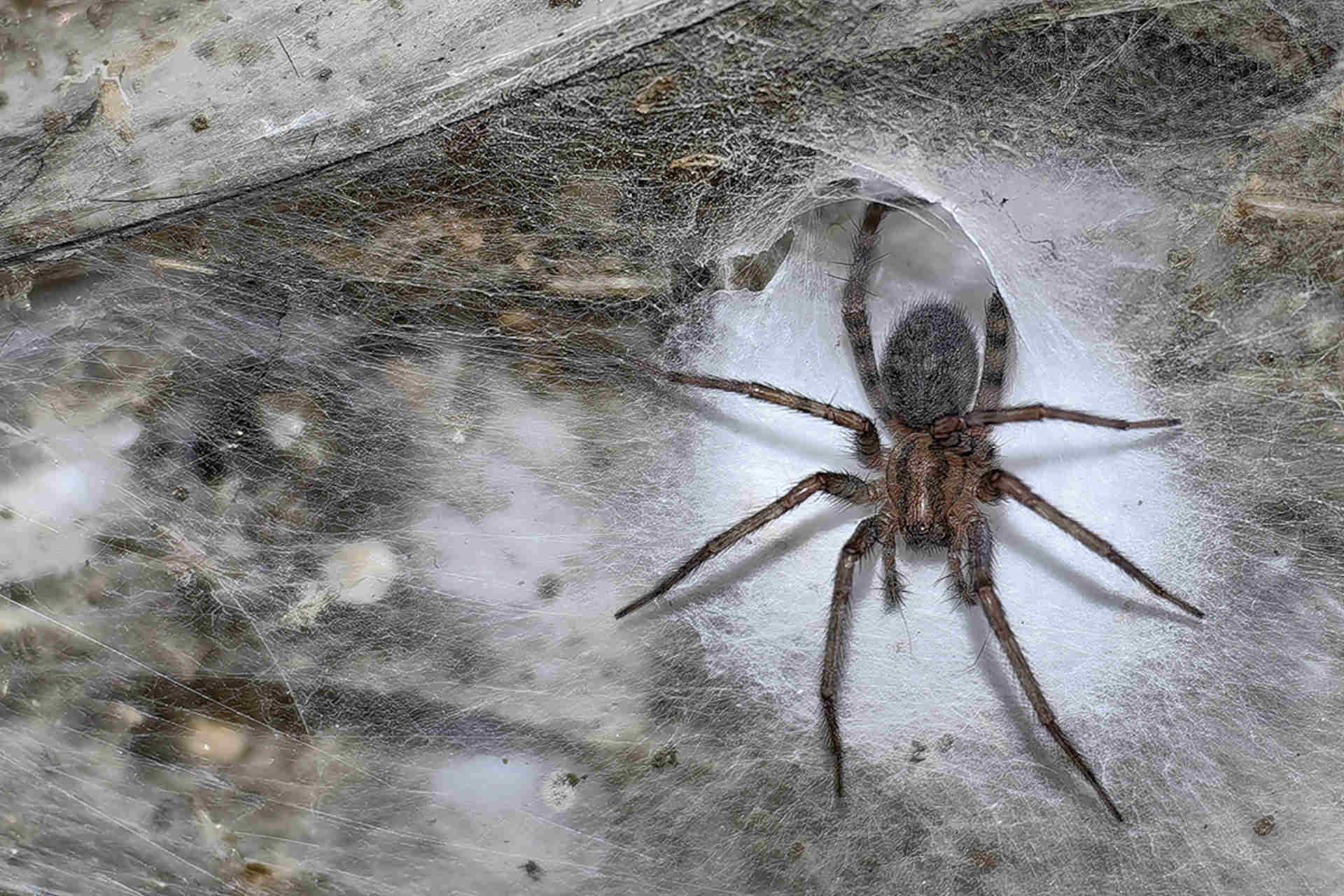 Molto cibo e buio totale: così i ragni possono convivere