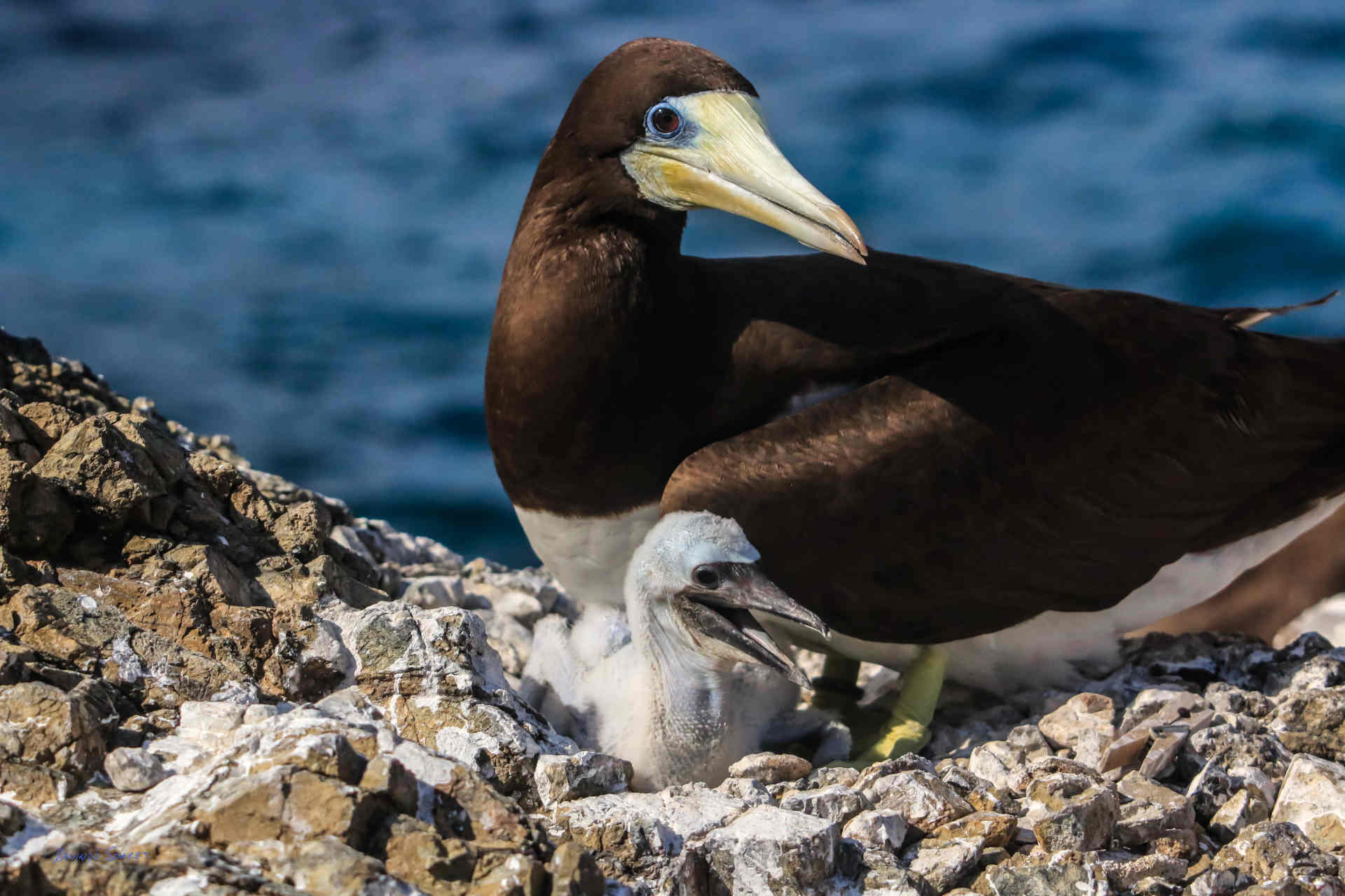 Gli animali dell'Arcipelago di San Pietro e San Paolo