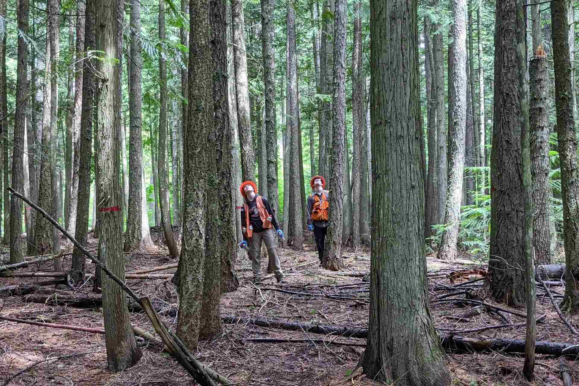 Forest Innovations Institute: un approccio sistemico alla gestione dei boschi combina scienza, tecnologia e politiche pubbliche per supportare sostenibilità, sicurezza delle risorse e sviluppo economico locale