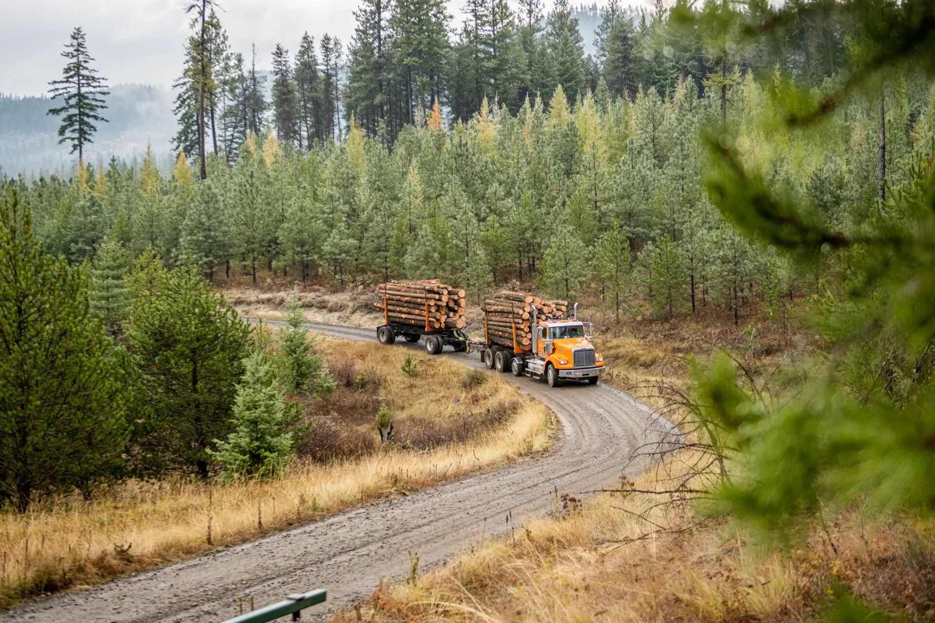 Forest Innovations Institute: l’innovazione nel settore forestale passa attraverso ricerca interdisciplinare, utilizzo di dati geospaziali e formazione pratica orientata alla resilienza climatica dei territori