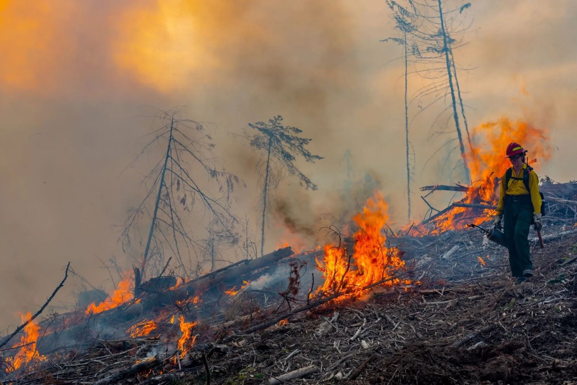 Forest Innovations Institute: modelli avanzati di gestione forestale integrano dati, analisi territoriali e collaborazione tra università, industria e amministrazioni pubbliche per affrontare le sfide ambientali