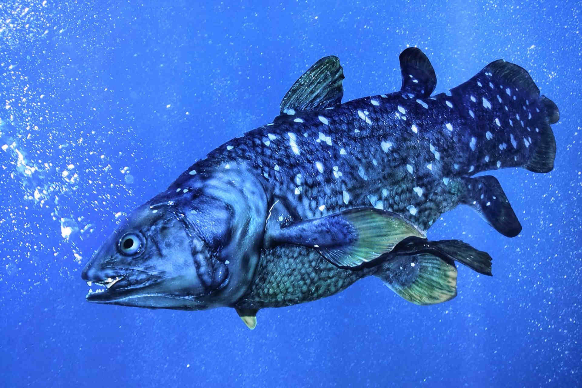 Celacanto delle Comore: un fossile vivente unico nel suo genere