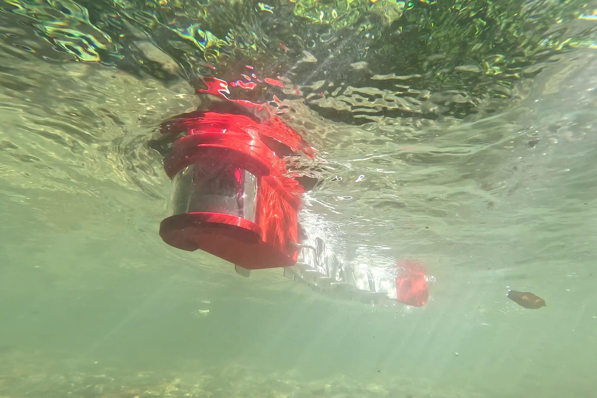 Pesce zebra: organismo chiave per la ricerca su percezione, movimento e adattamento, alla base di studi che integrano biologia, simulazioni computazionali e robotica per comprendere l’azione animale