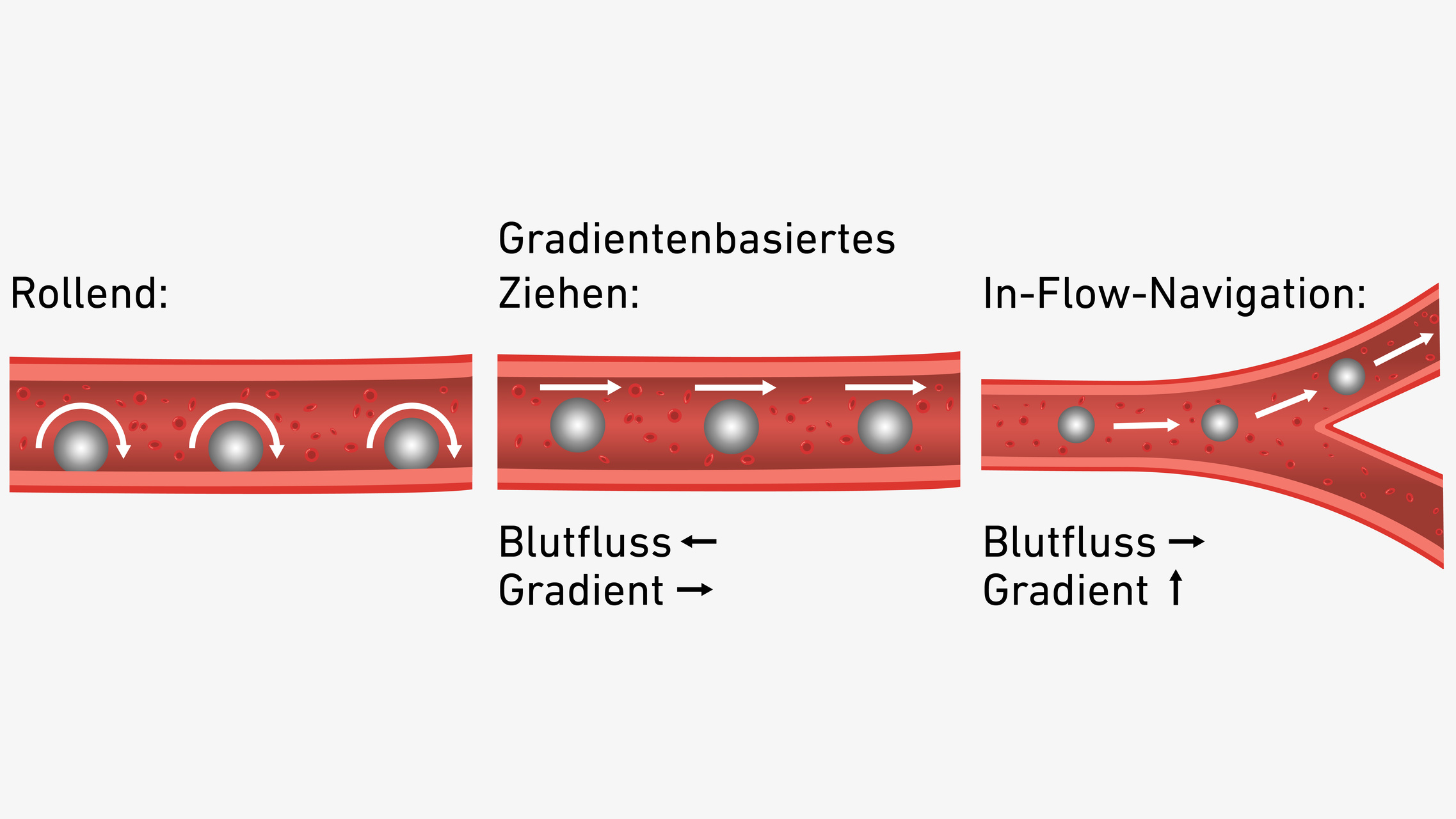 Microrobot in corsia: sistemi miniaturizzati controllati da campi magnetici mostrano potenziali applicazioni nella somministrazione mirata dei farmaci e nella gestione di patologie vascolari in contesti clinici avanzati