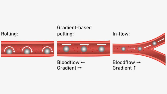 Video, microrobot in corsia: la nuova via alle terapie di precisione