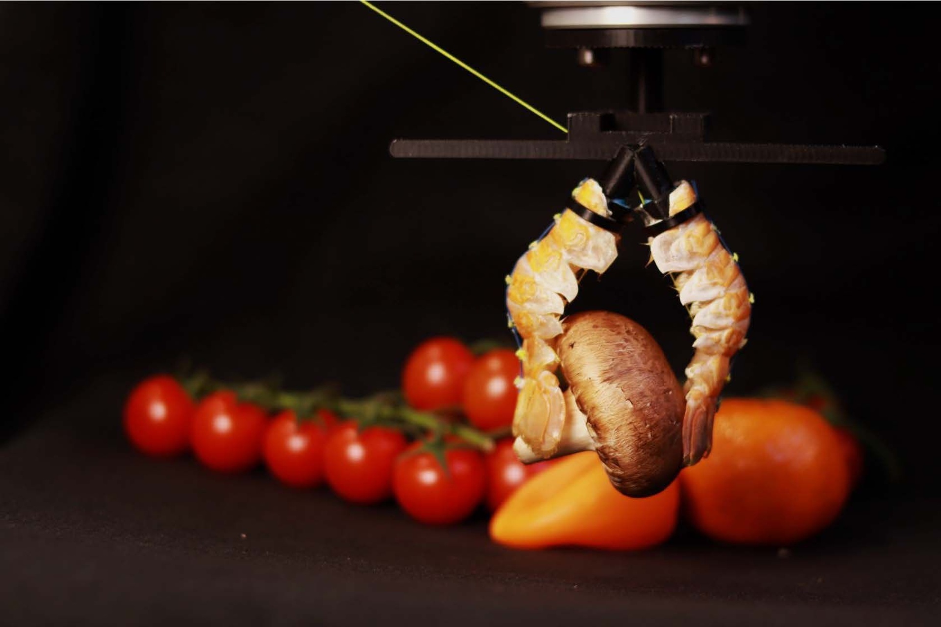 Robot bio-ibridi: piattaforme sperimentali che combinano ingegneria dei materiali, robotica soffice e controllo intelligente per testare nuovi approcci all’automazione a basso impatto ambientale