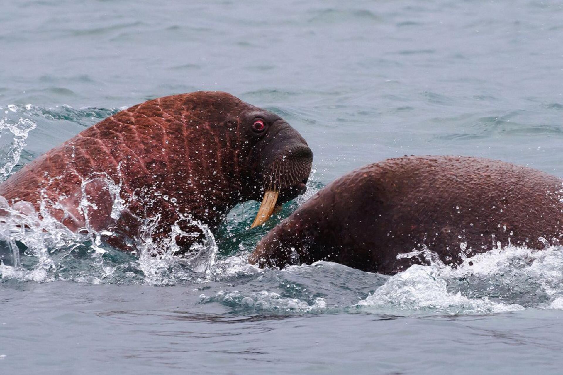 Wrangel Island: ambiente naturale artico di grande rilevanza globale, dove ghiacci, tundra e oceano si incontrano, offrendo un osservatorio privilegiato sui cambiamenti climatici e sugli equilibri del Grande Nord