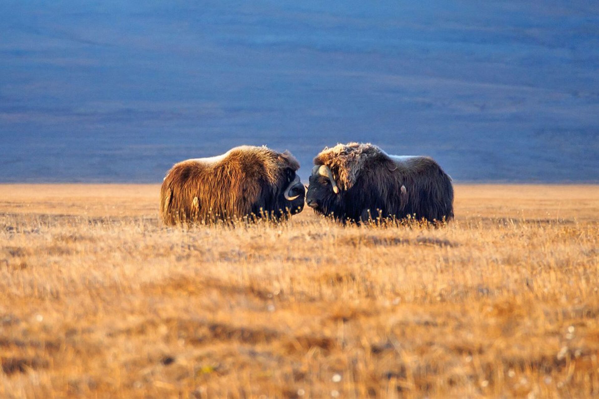 Wrangel Island: isola artica remota situata nel Mare dei Ciukci, caratterizzata da ecosistemi polari intatti, biodiversità unica, paesaggi naturali estremi e un ruolo strategico nel contesto ambientale e geopolitico dell’Artico