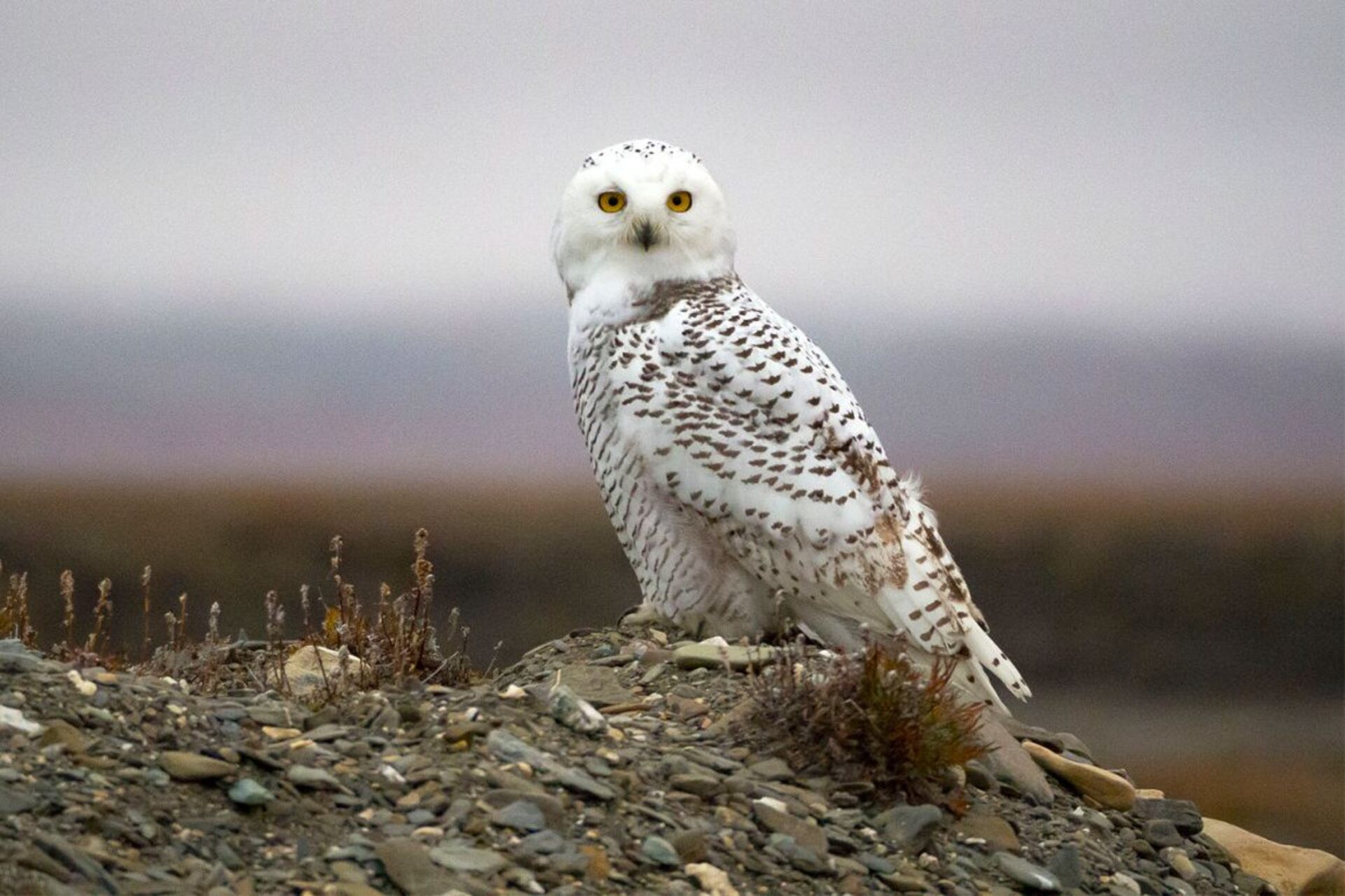 Wrangel Island: isola del Circolo Polare Artico riconosciuta per la sua importanza ambientale, la conservazione degli habitat naturali e il ruolo chiave nei programmi di ricerca e monitoraggio dell’Artico