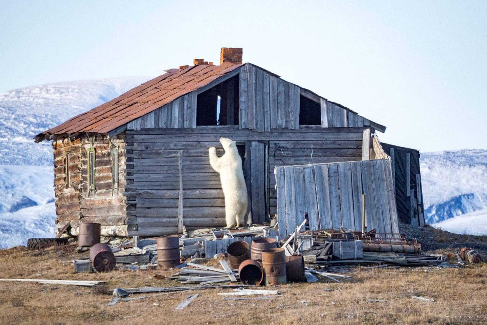 Wrangel Island: ambiente naturale artico di grande rilevanza globale, dove ghiacci, tundra e oceano si incontrano, offrendo un osservatorio privilegiato sui cambiamenti climatici e sugli equilibri del Grande Nord